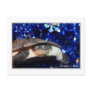 Sideneck turtle looking at viewer on blue tinsel postcard