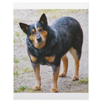 Sidney the Blue Heeler letterhead