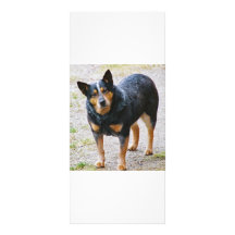 Sidney the Blue Heeler Personalized Rack Card