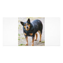 Sidney the Blue Heeler Picture Card