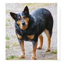Sidney the Blue Heeler posters