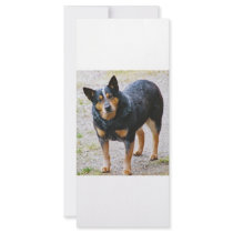 Sidney the Blue Heeler Personalized Rack Card