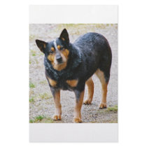 Sidney the Blue Heeler stationery