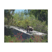 Sierra Bear Cub postcards