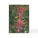 Sierra Indian Paintbrush Card
