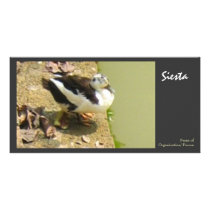 Siesta Custom Photo Card