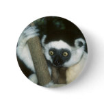 Sifaka (Lemur), Madagascar Pinback Button
