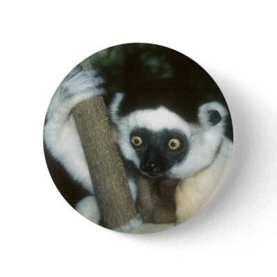 Sifaka (Lemur), Madagascar Pinback Button by YourSafariExpert