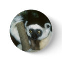 Sifaka (Lemur), Madagascar buttons by YourSafariExpert Sifaka (Lemur), Madagascar buttons