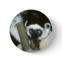 Sifaka (Lemur), Madagascar buttons