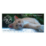 SIFI rack card - Peaches rack cards
