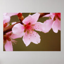 sign of spring print