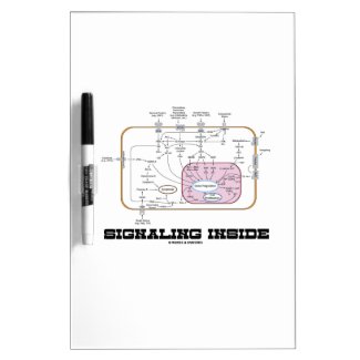 Signaling Inside (Signal Transduction Pathways) Dry-Erase Whiteboards