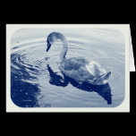 Signet Swan - Digital Cyanotype cards