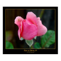 Signs of Spring #6 posters by PaPaBearBP Signs of Spring #6 posters