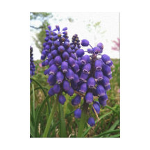 Signs of Spring Stretched Canvas Print