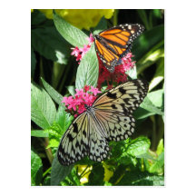 Signs of Spring Post Card