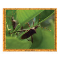 Signs of spring series.  "Mating Season" posters