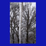 Signs of Winter II