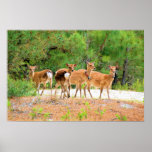 Sika Deer Poster