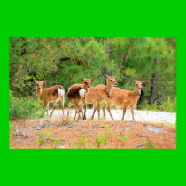 Sika Deer posters
