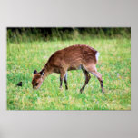 Sika Deer Posters