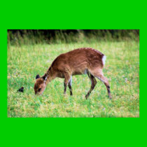 Sika Deer posters