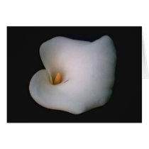 Silence of the Lily cards by dulcissomnium Silence of the Lily cards