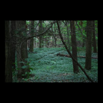 Silent Forest posters