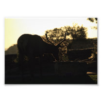 Silhouette of an Elk Art Photo