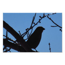 Silhouette of Bird - Print Photo Art