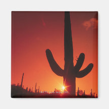 Silhouette of cactus at dusk , Saguaro National Refrigerator Magnet