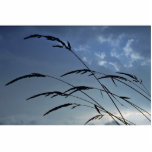 Silhouette of grass at sunset acrylic cut out