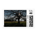 Silhouette Tree Stamp
