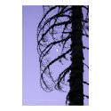  Silhouette with Moon, northern California posters