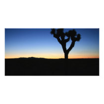 Silhouetted Joshua Tree photo cards