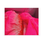 Silk Obi postcards