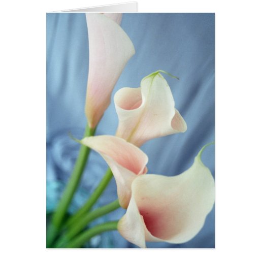 Silk Parade Lily Greeting Card