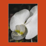 floral, photography, flower, flowers, forever,