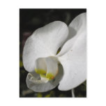 floral, photography, flower, flowers, forever,