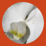 floral, photography, flower, flowers, forever,