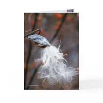 Silken Seeds Fly Card