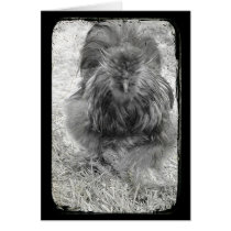 Silkie cards by angelandspot Silkie cards