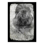 Silkie cards