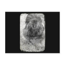 Silkie postcards