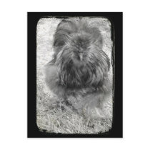 Silkie postcards
