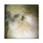Silkie Rooster Magnets