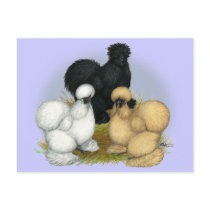 Silkie Trio Post Cards