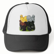 Silkies:  Assorted Roosters Hats