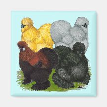 Silkies:  Assorted Roosters Magnets